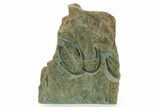 Lower Cambrian Trilobite (Neltneria) With Partials - Morocco #363265-1